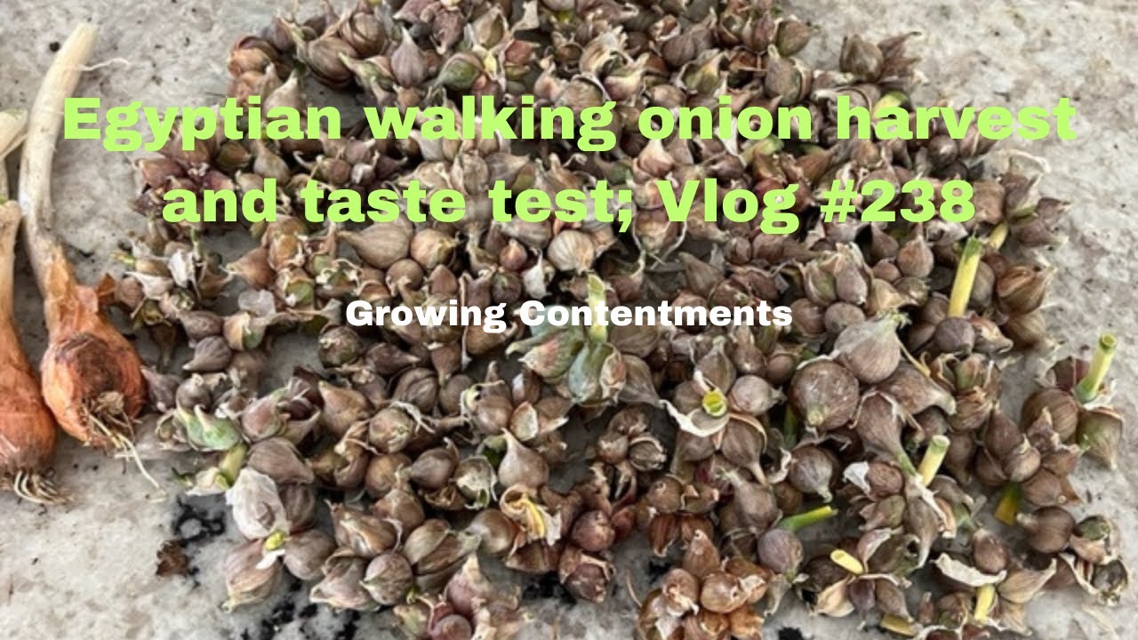 Egyptian walking onion harvest and taste test; Vlog #238