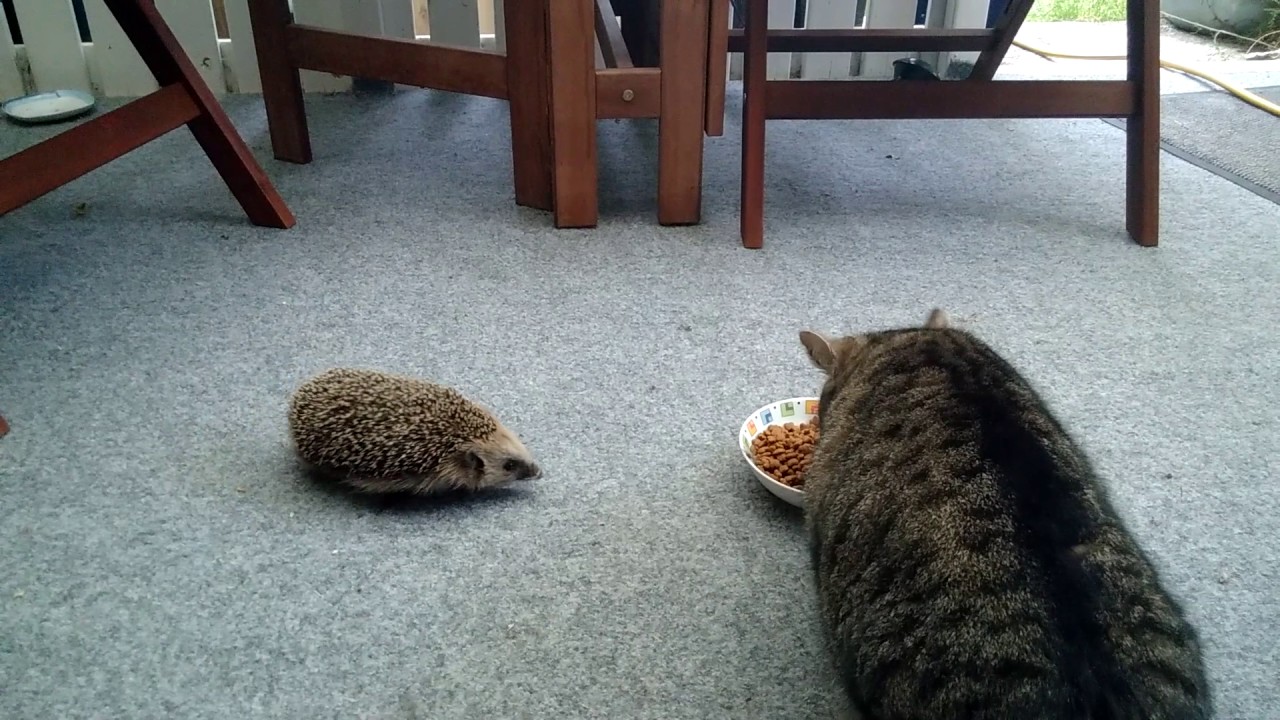 Baby Igel vs Wilmer :-)