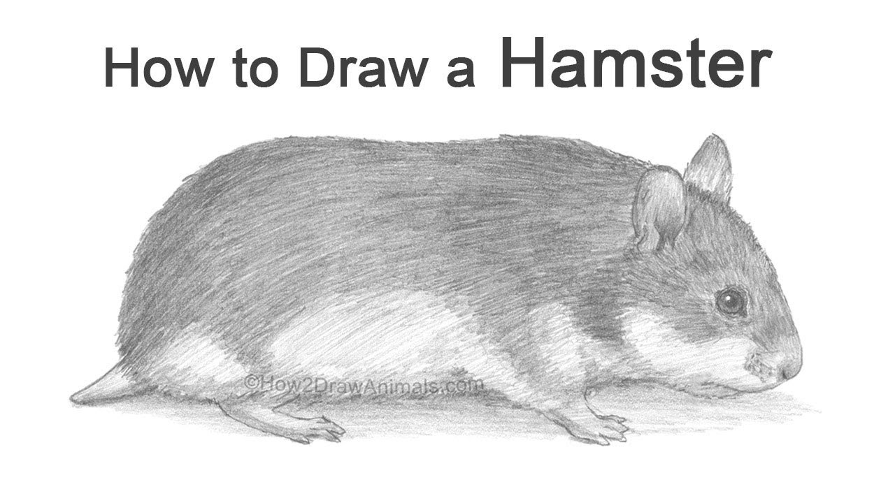How to Draw a Hamster