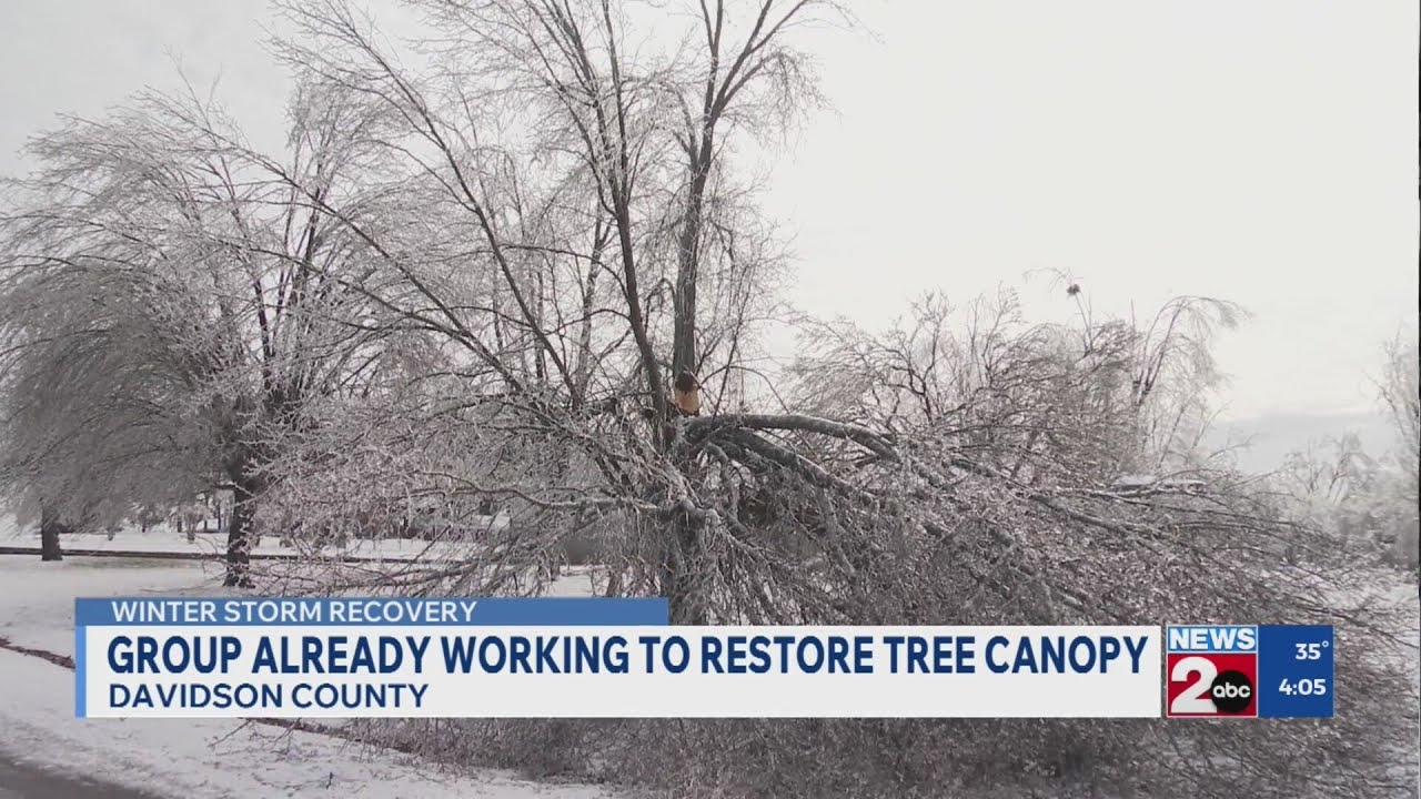 Group already working to restore tree canopy in Nashville following winter storm
