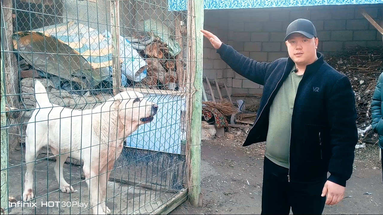 Fargʻona besh bolla it bozori 05.01.2026