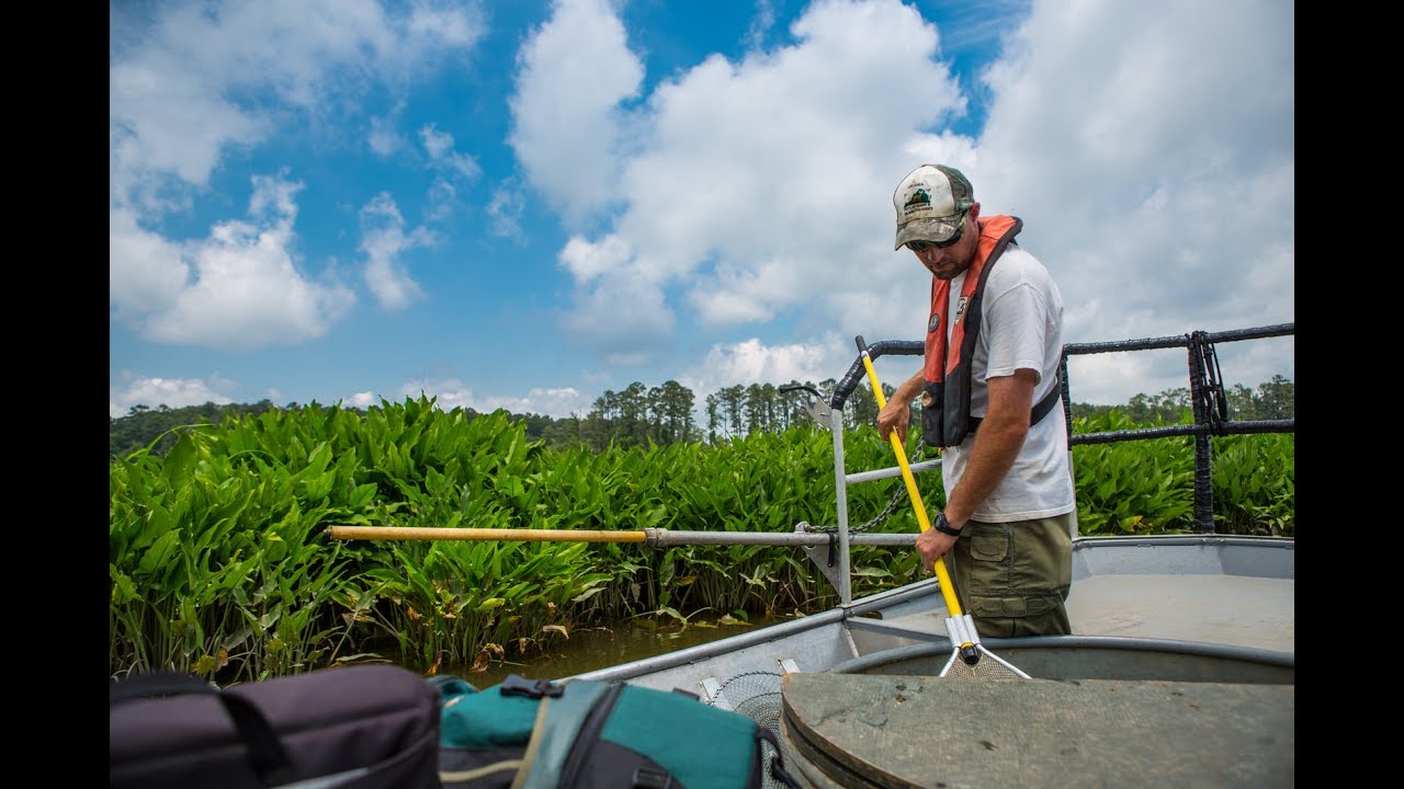 More Bass Stocked in Chickahominy River