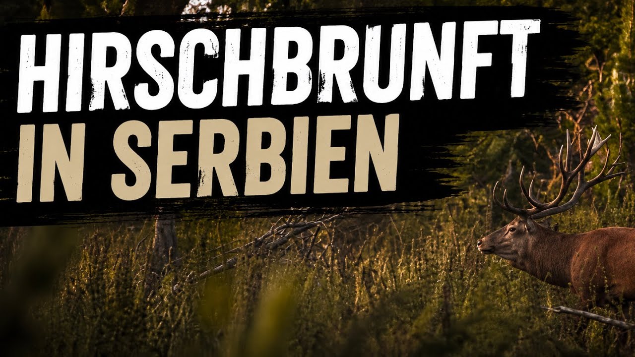 Hirschbrunft in Serbien I Die st&auml;rksten Hirsche Europas
