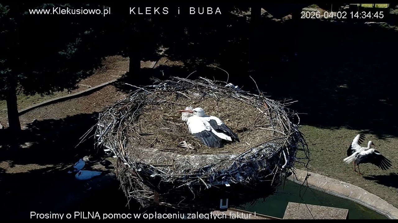 Klekusiowo ~ Kleks w kąpieli w oczku pod gniazdem! 💦💖💦