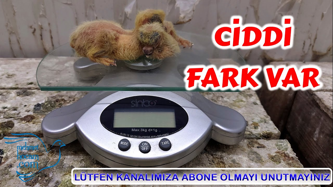 Yavru Güvercinlerde 1 Günlde Oluşan Fark