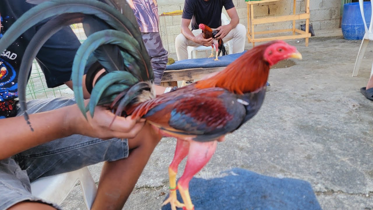 Los Gallos Recortados de Angel Martinez que van para la Mundial.