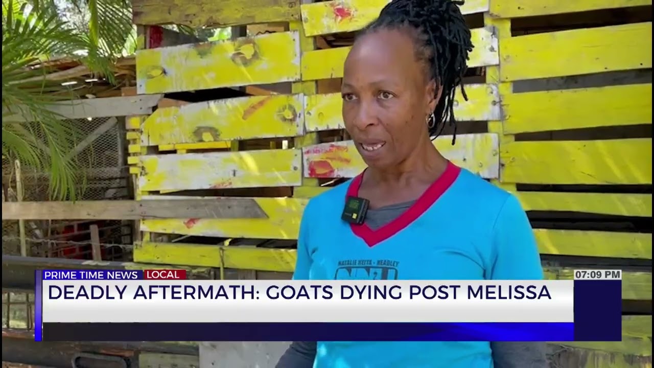 Deadly Aftermath: Goats Dying Post Melissa | TVJ News