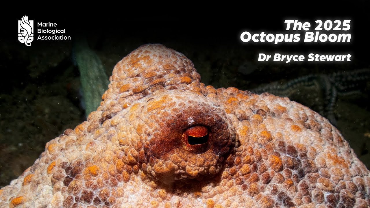 The 2025 Octopus Bloom | Dr Bryce Stewart Explains the Scale, Causes and Consequences