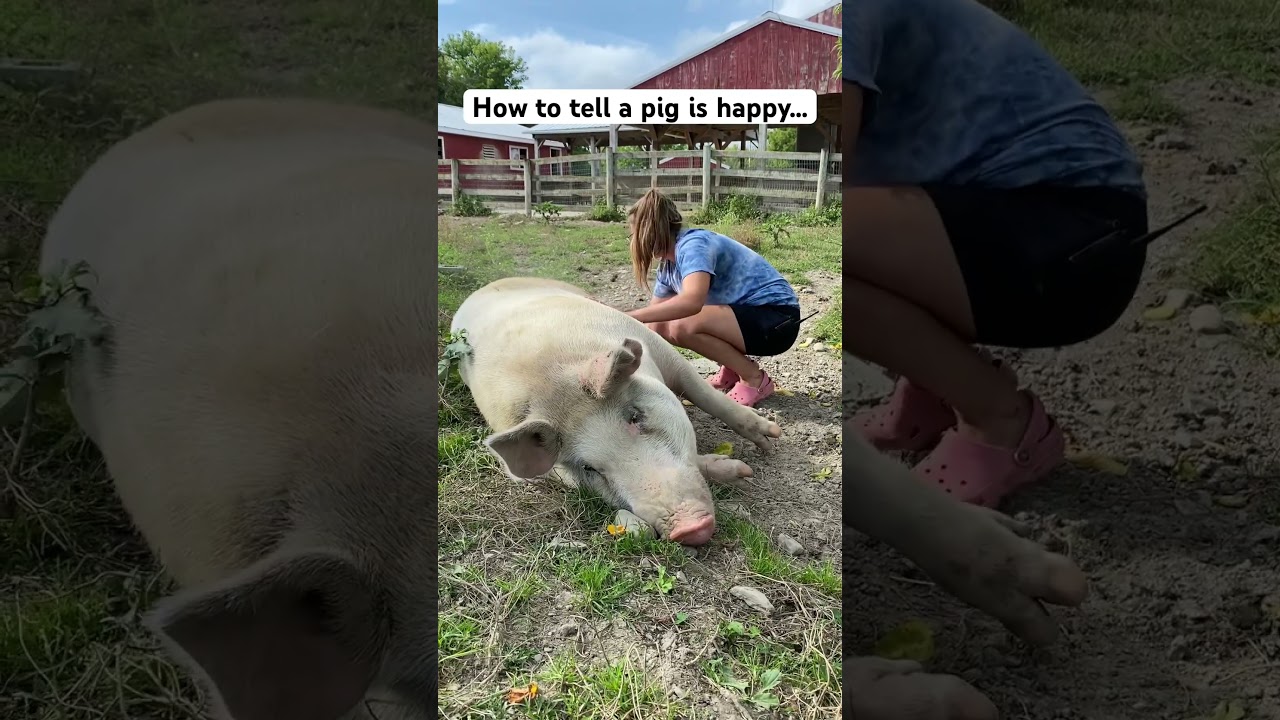 Hoe weet je of een varken blij is?&hellip; #boerderijopvang #boerderijdieren #varkens #schattigedieren