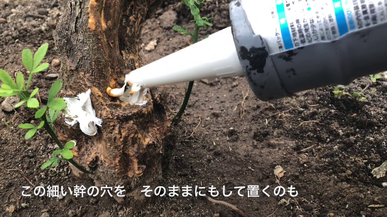 家庭菜園　ミカンの樹　カミキリムシの穴にコーキング注入