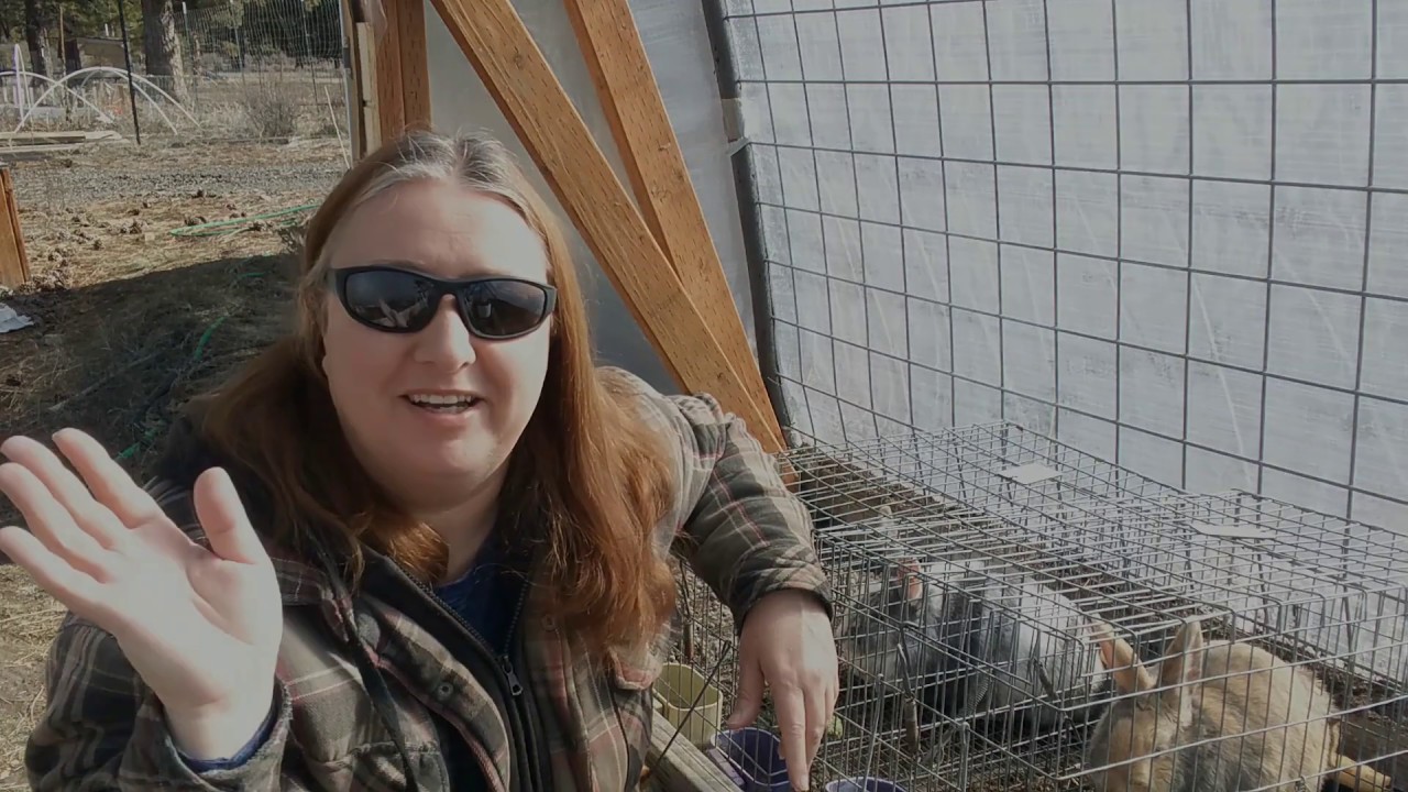 Why Every Homestead Should Have Rabbits