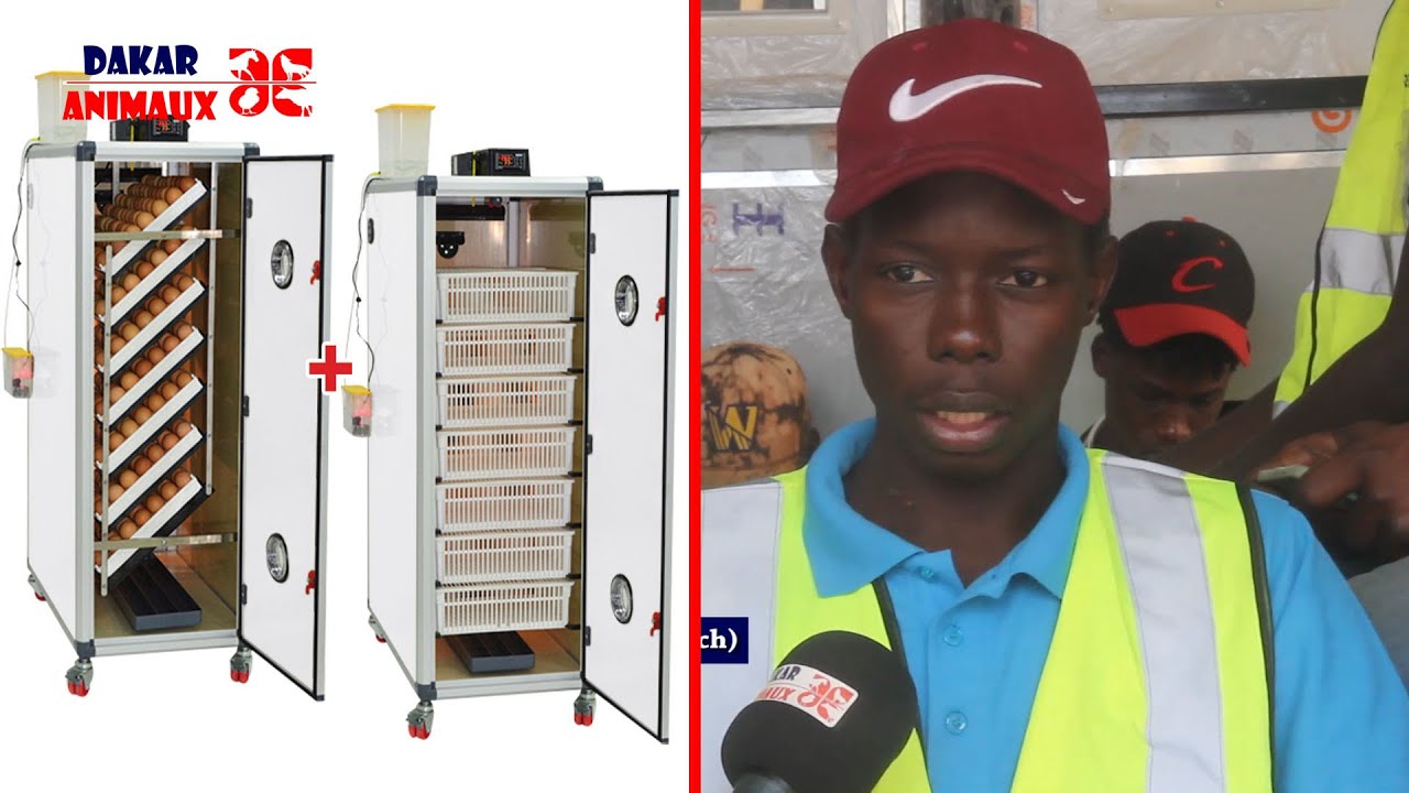 Fabrication de couveuse: un génie révélé au Sénégal