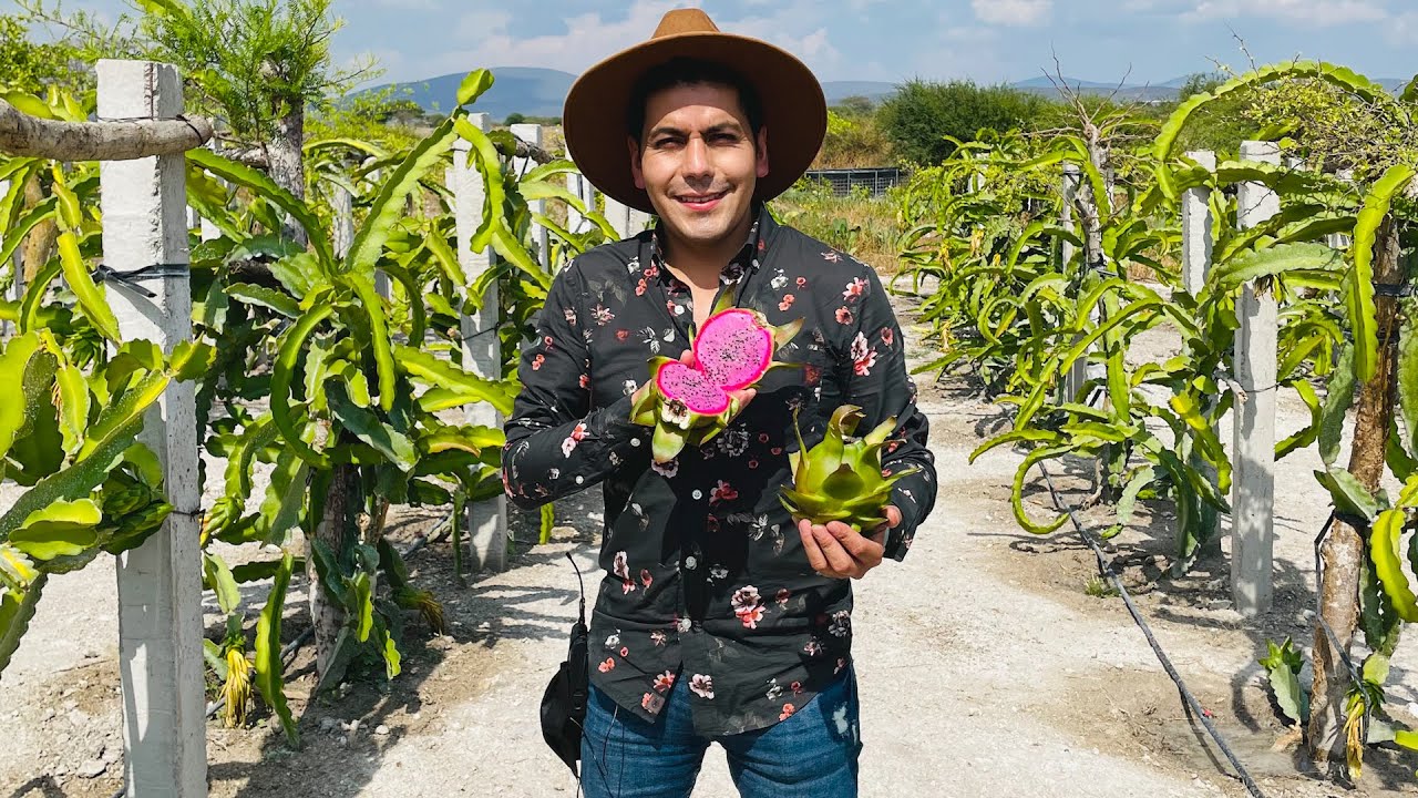 Cosechando la fruta del dragón | PITAHAYAS, PITAYAS y XOCONOSTLE |