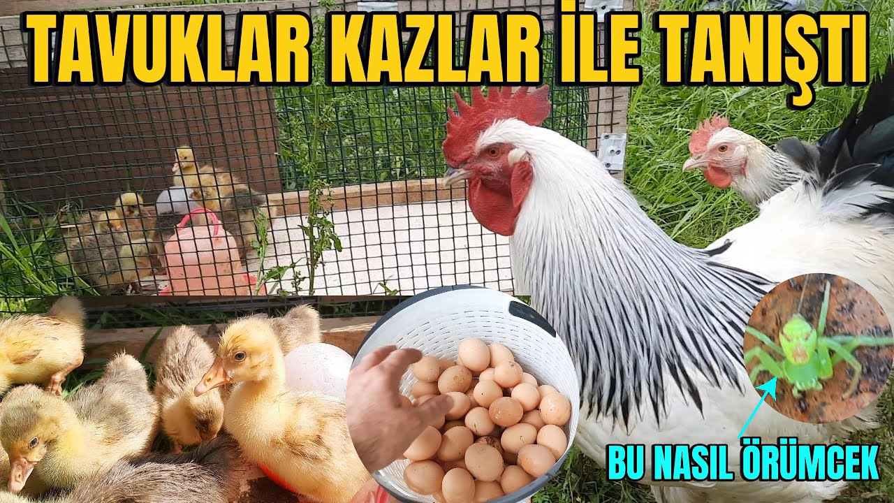 Kazlar Bahçeye Çıktı Tavuklar Merakla İzledi 🐓☀️ | 200 Yumurta Rekoru, Hindi ve Bıldırcın Güneşlendi