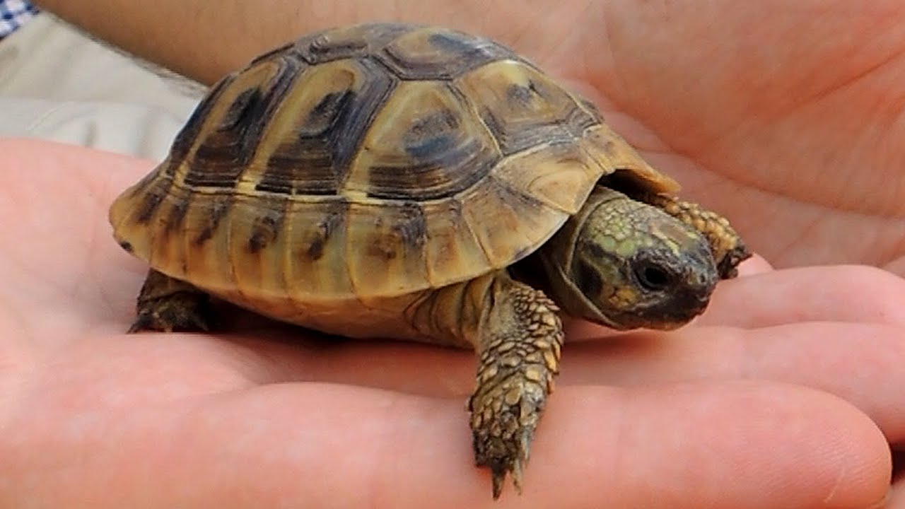 Chorvarsko 🐢 Želva zelenavá | Croatia - Hermann's tortoise