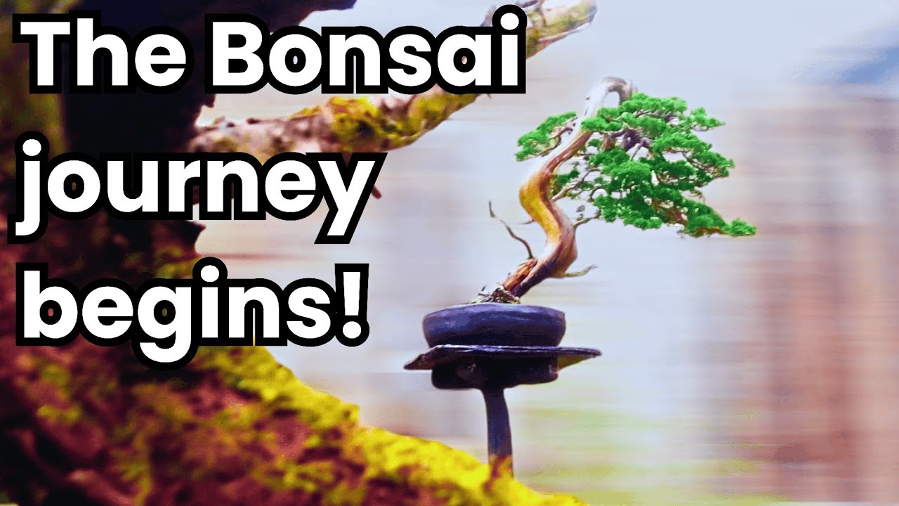 How to Start a Bonsai Masterpiece (The Secret First Step!)