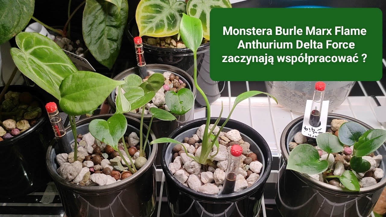 Monstera Burle Marx Flame i Anthurium Delta Force zaczynają współpracować? #anthurium #monstera