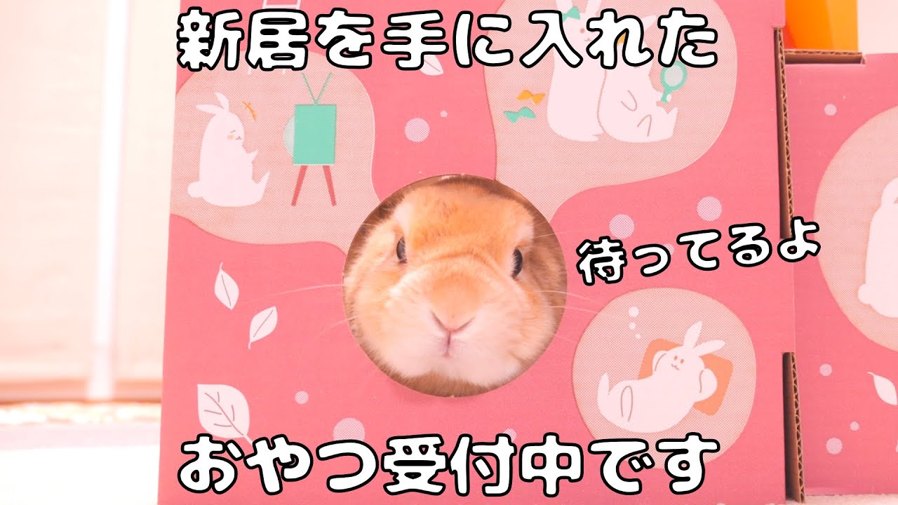 うさぎ専用のお家を用意したらすぐ気に入ってムギの住処になりました【No.1818】