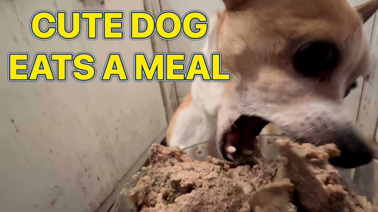 Cute dog eats a big meal! #Asmr #Mukbang #Dogmukbang