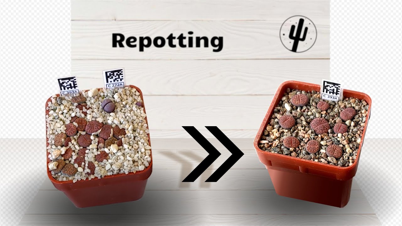 Пикировка литопсов / Lithops thinning