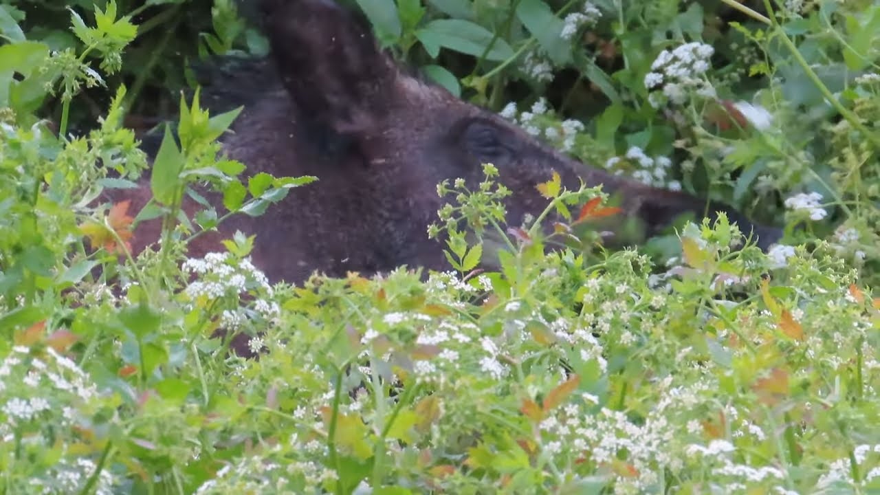 Долина бобрів, дика свиня, лебеді. Природа Волині відеоохота Fauna