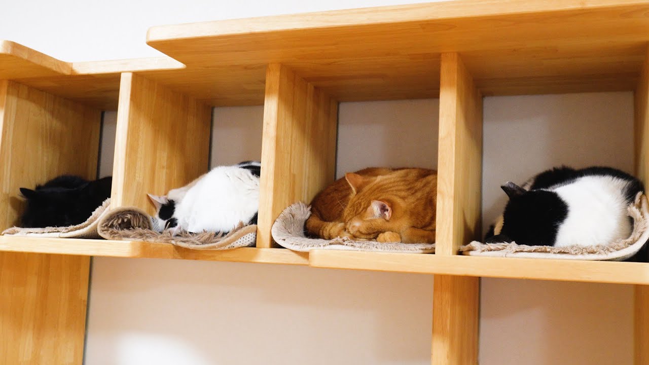 【保護猫カフェ】福井市　福ねこ【福井県】