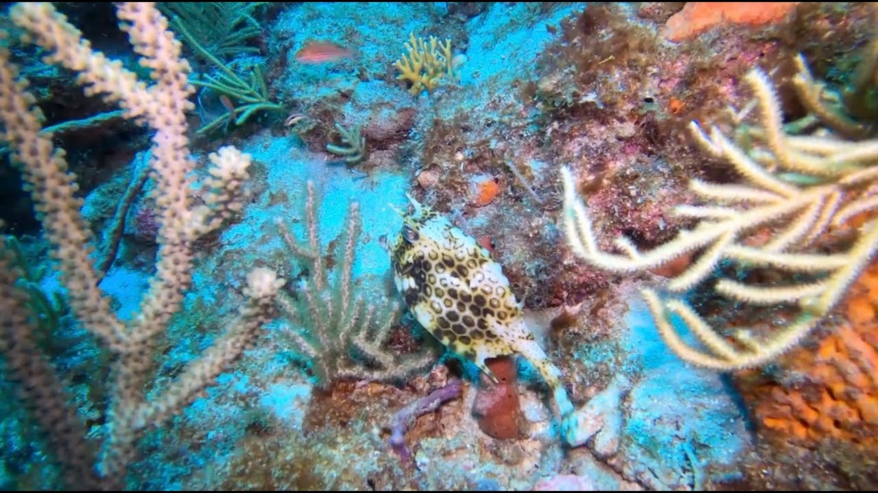 West Palm Beach Diving - Easily Accessible and Beautiful - AmericanReef Diving Series
