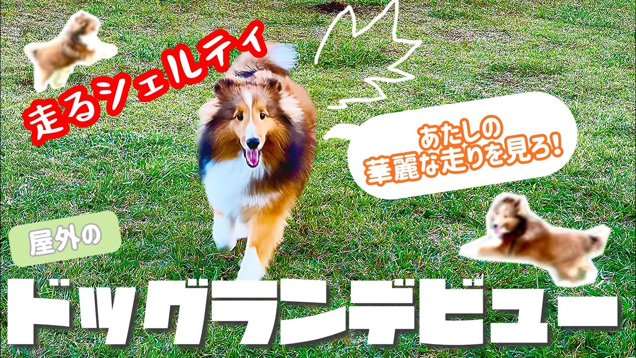 【生後7ヶ月】ついにドッグランデビュー！【屋外】