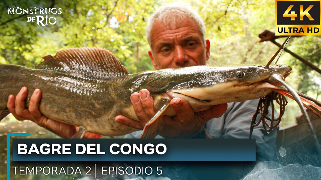 Bagre Del Congo | T2 E05 | Monstruos de Río | 4K |