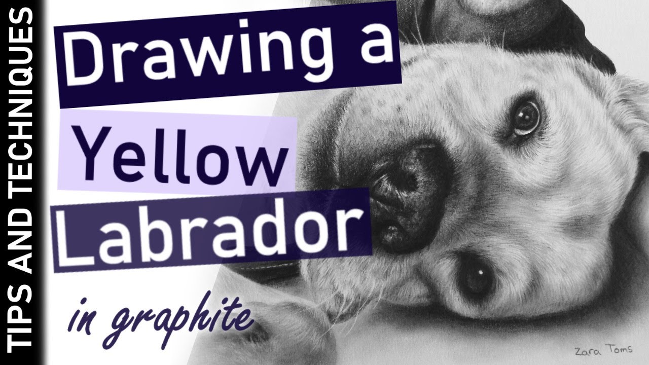 How to draw a yellow Labrador in graphite | Tips & techniques for adding more realism to lighter fur