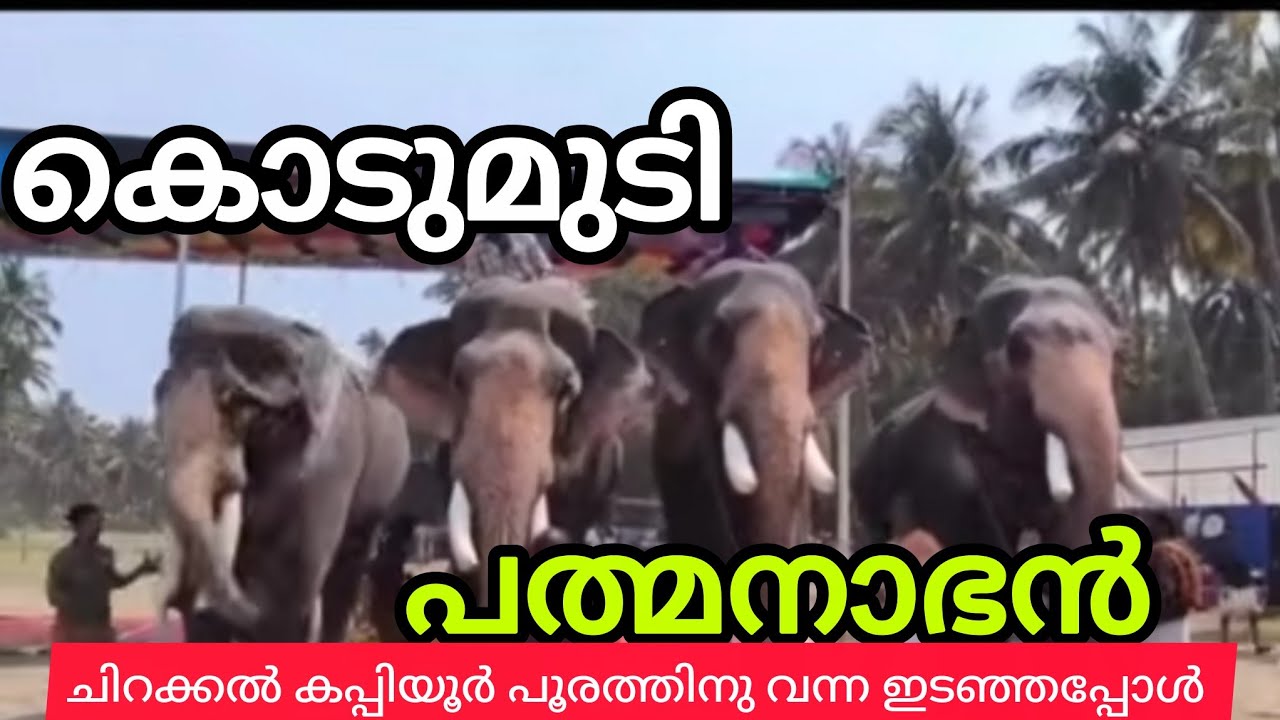 കപ്പിയൂർ പൂരത്തിന് വന്ന കൊടുമുടി അനന്തപത്മനാഭൻ  പാപ്പാൻ അതുലിനെ കുത്തി മറിക്കുന്നുപിന്നെ ആന ok ayi