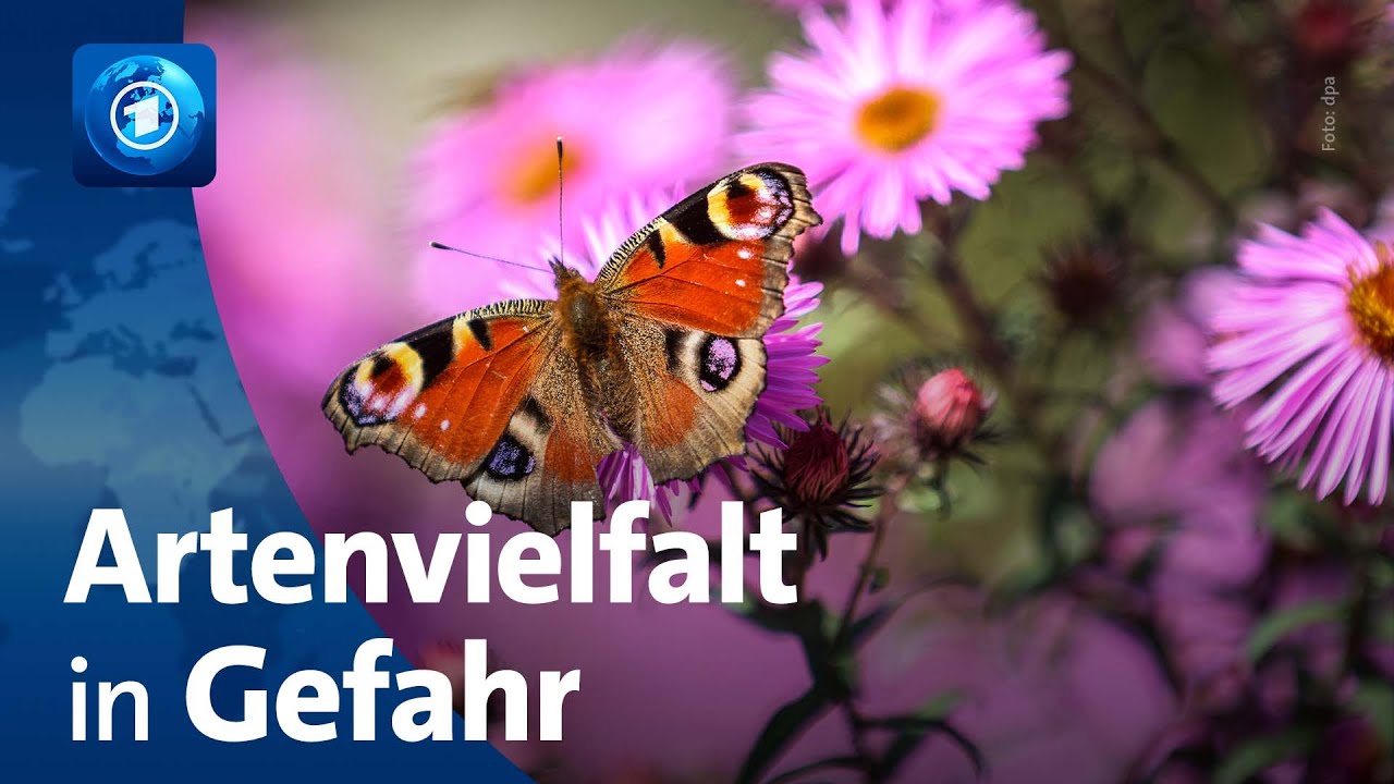 Biodiversit&auml;t: Artenvielfalt in Deutschland geht laut Bericht weiter zur&uuml;ck