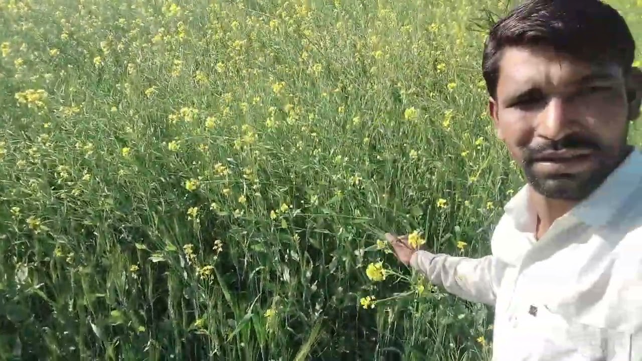 गेहूं की खेती में अचानक सरसों #viral #lodhifarming #shortvideos #kheti #garden #farming #farming