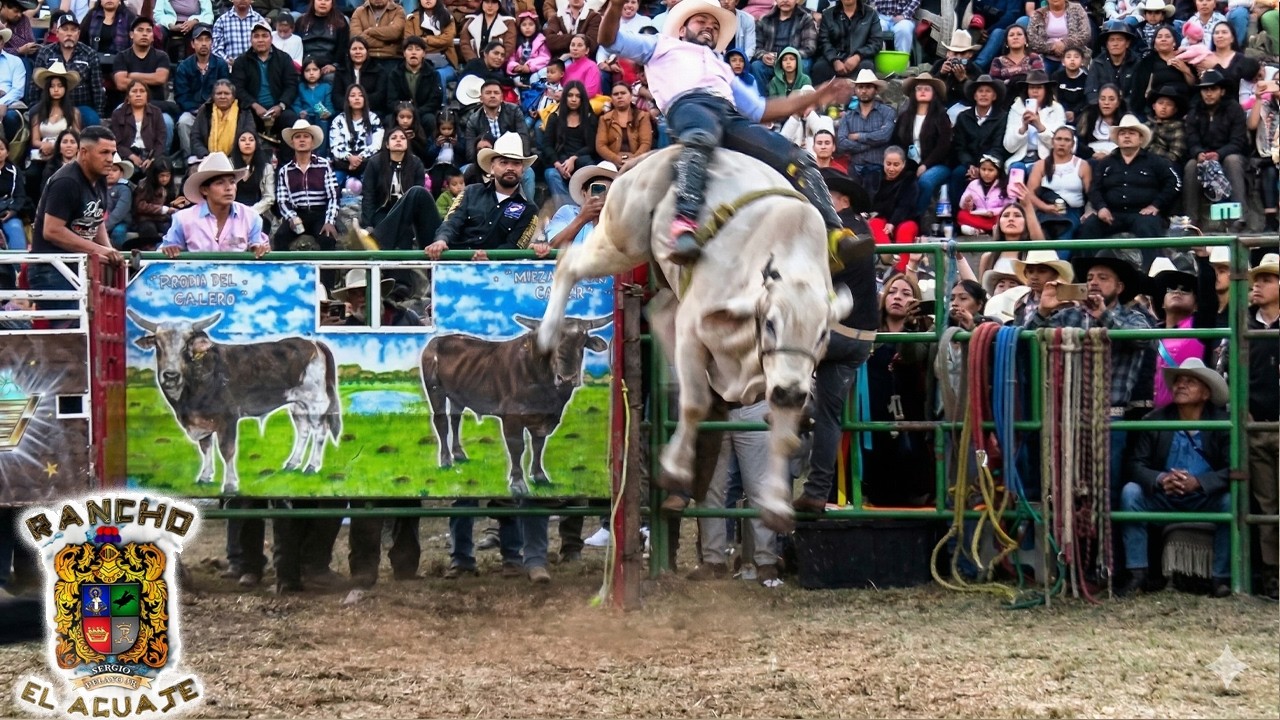 &iexcl;&iexcl;LLEGO CON 15 TOROS RANCHO EL AGUAJE DE SERGIO PELAYO!! JARIPEO EN AROCUTIN MICHOACAN DIC 2025