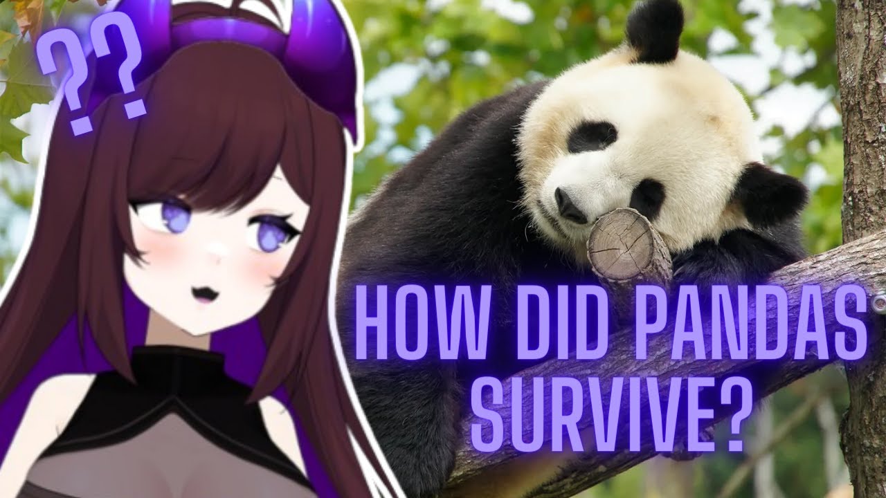 Pinebaby Watches Should We Let Nature Finally Delete Pandas? // Casual Geographic Reaction