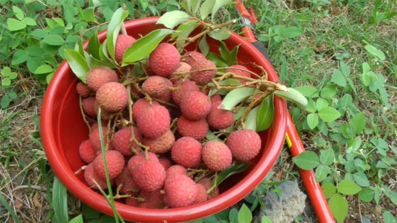 Picking Ripe Lychees