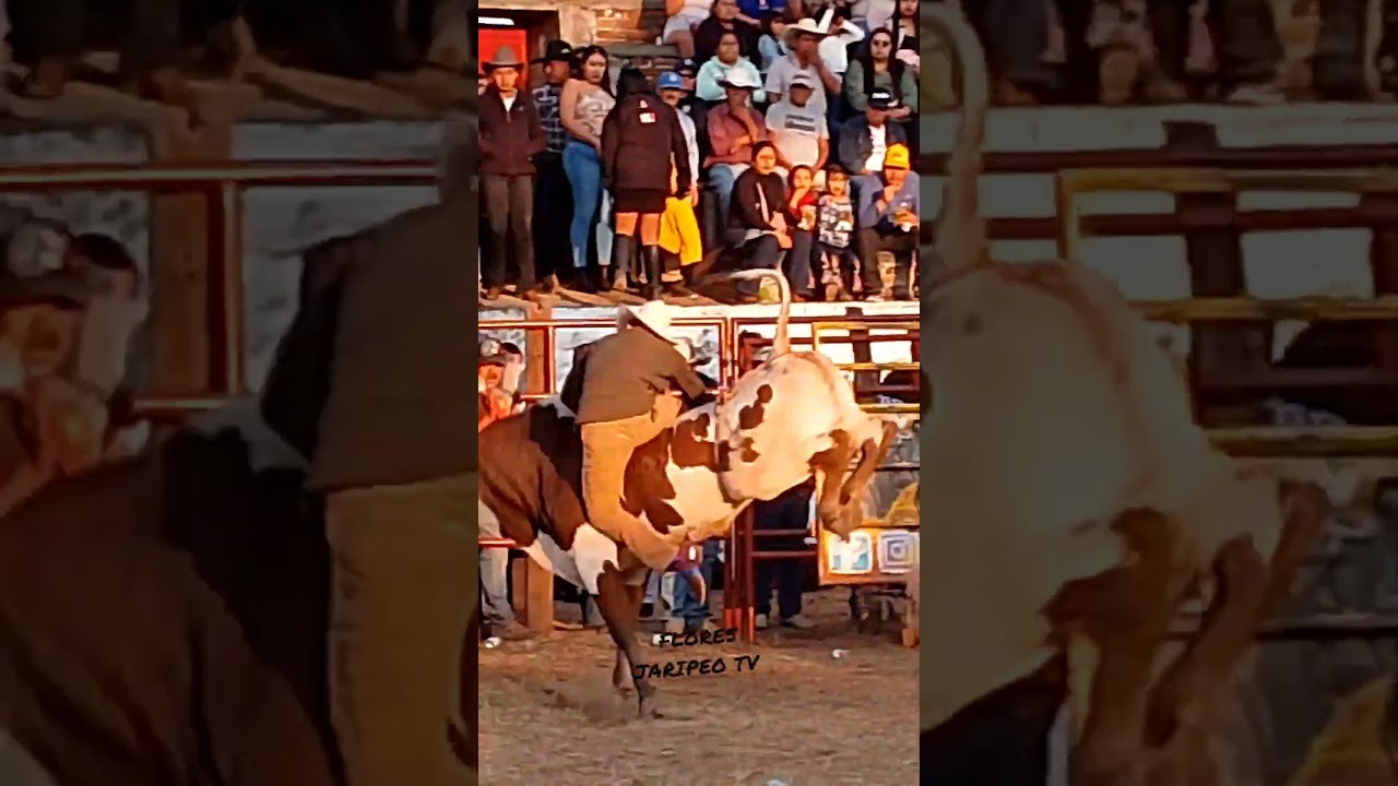 SAN BARTOLO PAREO #toros