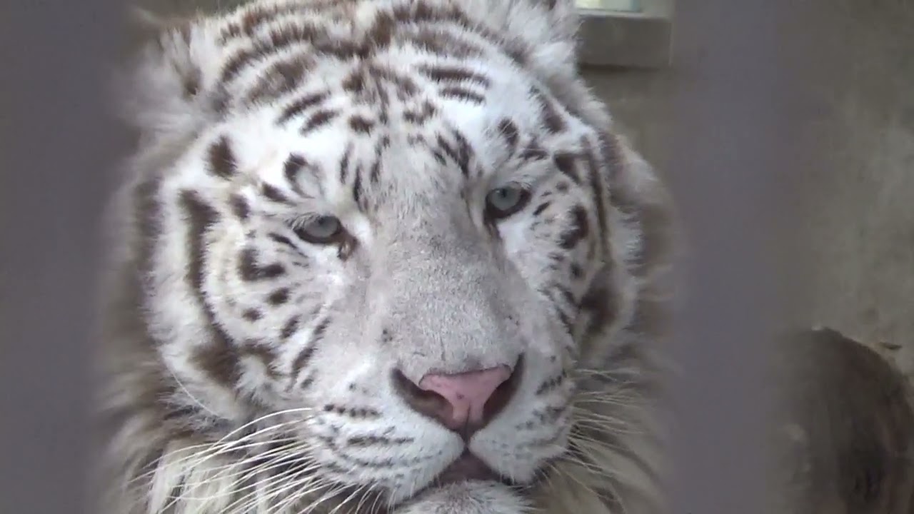 2023.4.9 宇都宮動物園☆ホワイトタイガーのイーサン送別会
