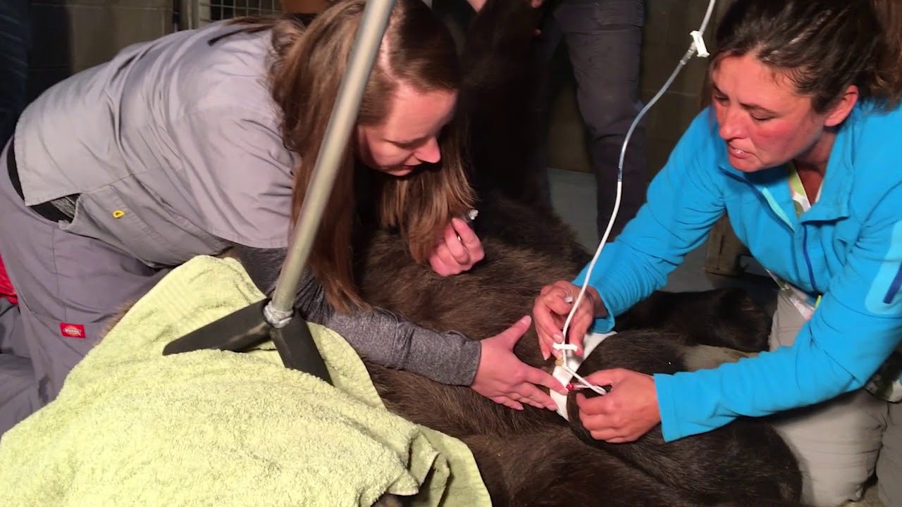 Giving a grizzly bear an x-ray