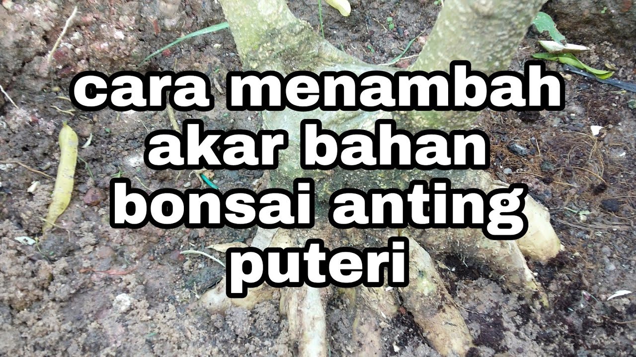 cara menabah akar bahan bonsai anting puteri