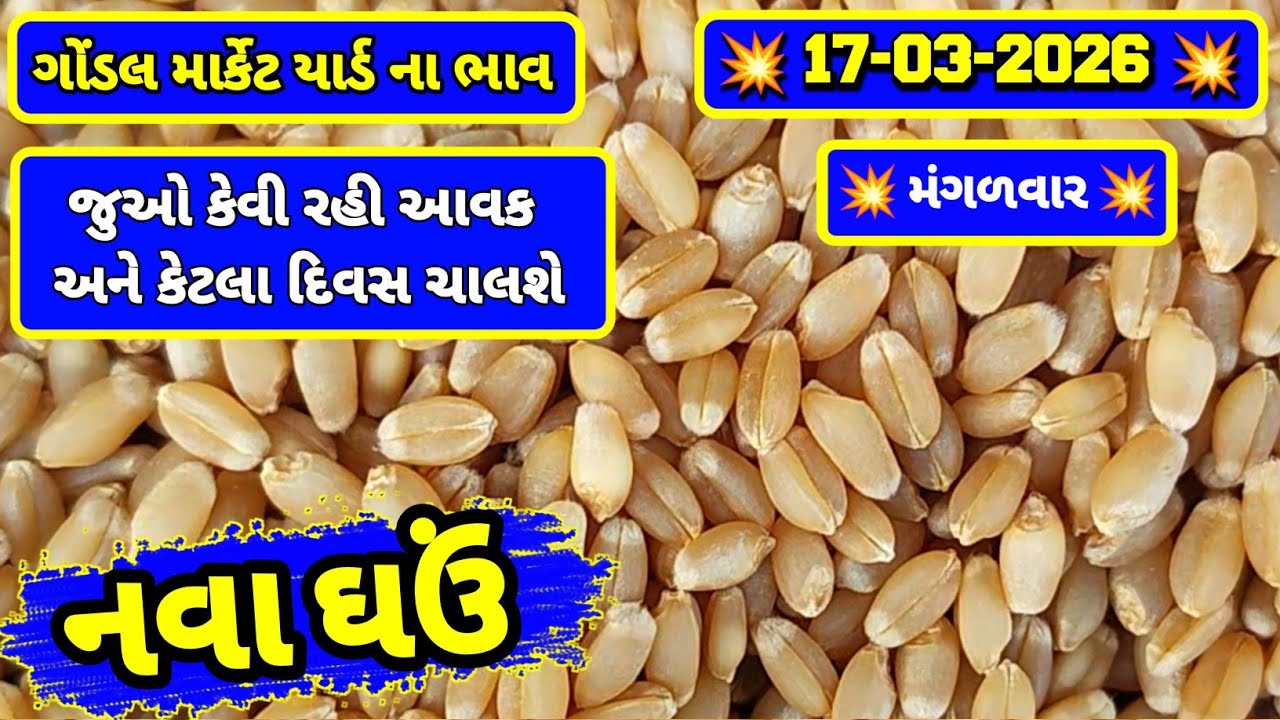નવા ઘઉં ના ભાવ | 17-03-2026 | ગોંડલ નવા ઘઉંના ભાવ | Wheat Market Price | RJ Gondal Marketing Yard 
