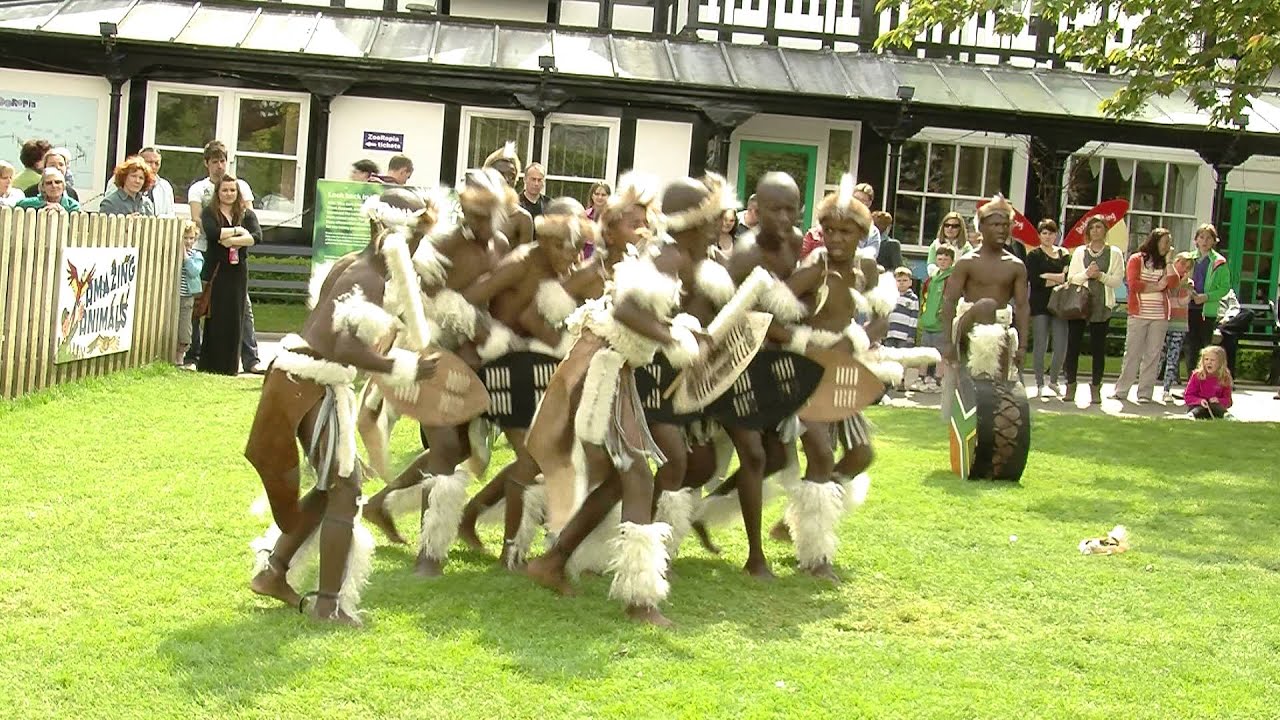 Project Zulu boys performing the traditional Zulu warrier dance at Bristol Zoo.