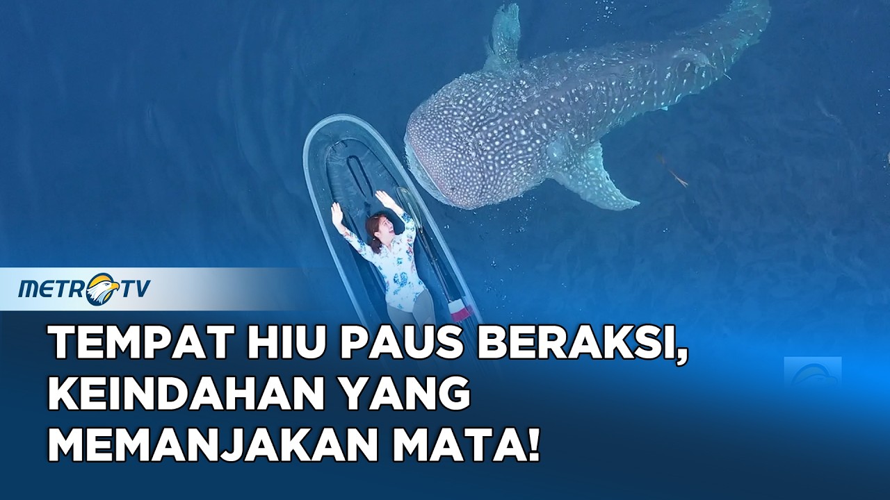 Berenang Bersama Hiu Paus di Gorontalo, Keajaiban Laut yang Tak Terduga! #Journey