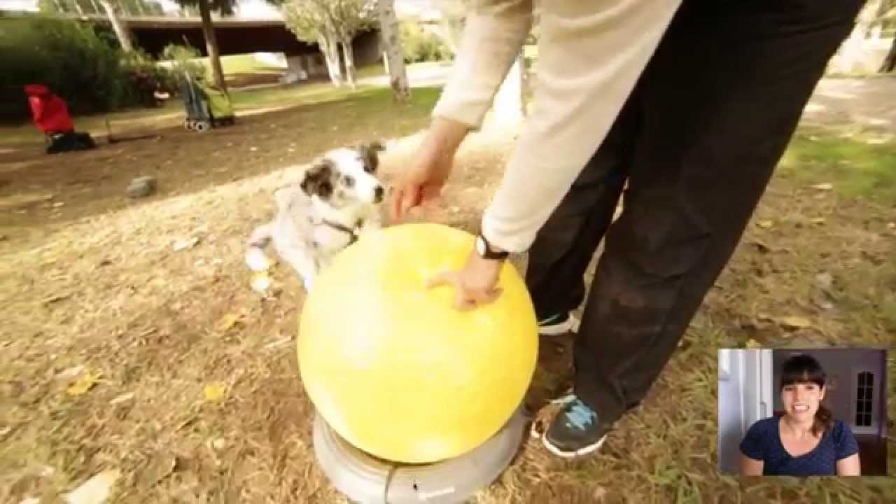 Cómo educar a tu cachorro : Descubre la propiocepción