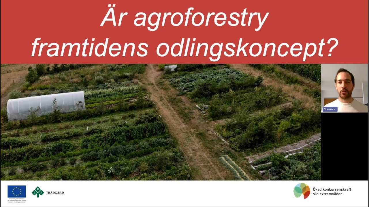 Virtuell studieresa - Är agroforestry framtidens odlingskoncept?