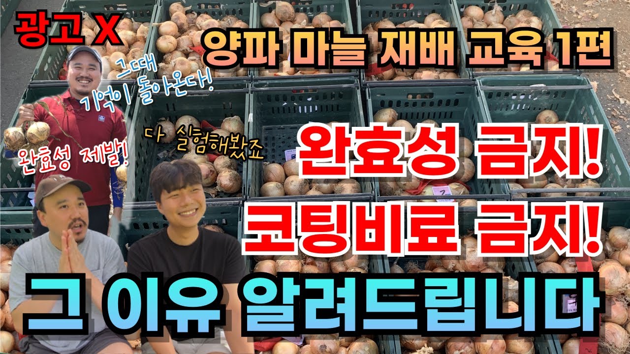 양파, 마늘에 완효성 비료를 사용하지 말라고 하는 이유 알려드립니다 | 양파 재배교육 1편 | 농업전문가가 알려주는 양파재배