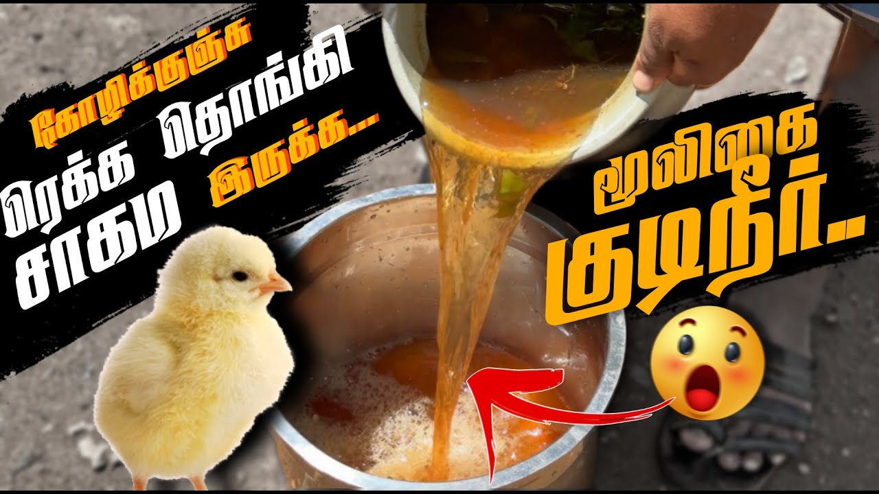 கோழிகுஞ்சு ரெக்க தொங்கி சாகமா இருக்க மூலிகை குடிநீர் 😱.. நம்ம கோழி தீவன முறை 🥳 #nattukolinataraj