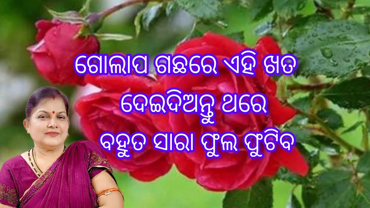 ଗୋଲାପ ଗଛରେ ଏହି ଖତ ଦେଇଦିଅନ୍ତୁ ଥରେ /ବହୁତ ସାରା ଫୁଲ ଫୁଟିବ /Rose plant care 