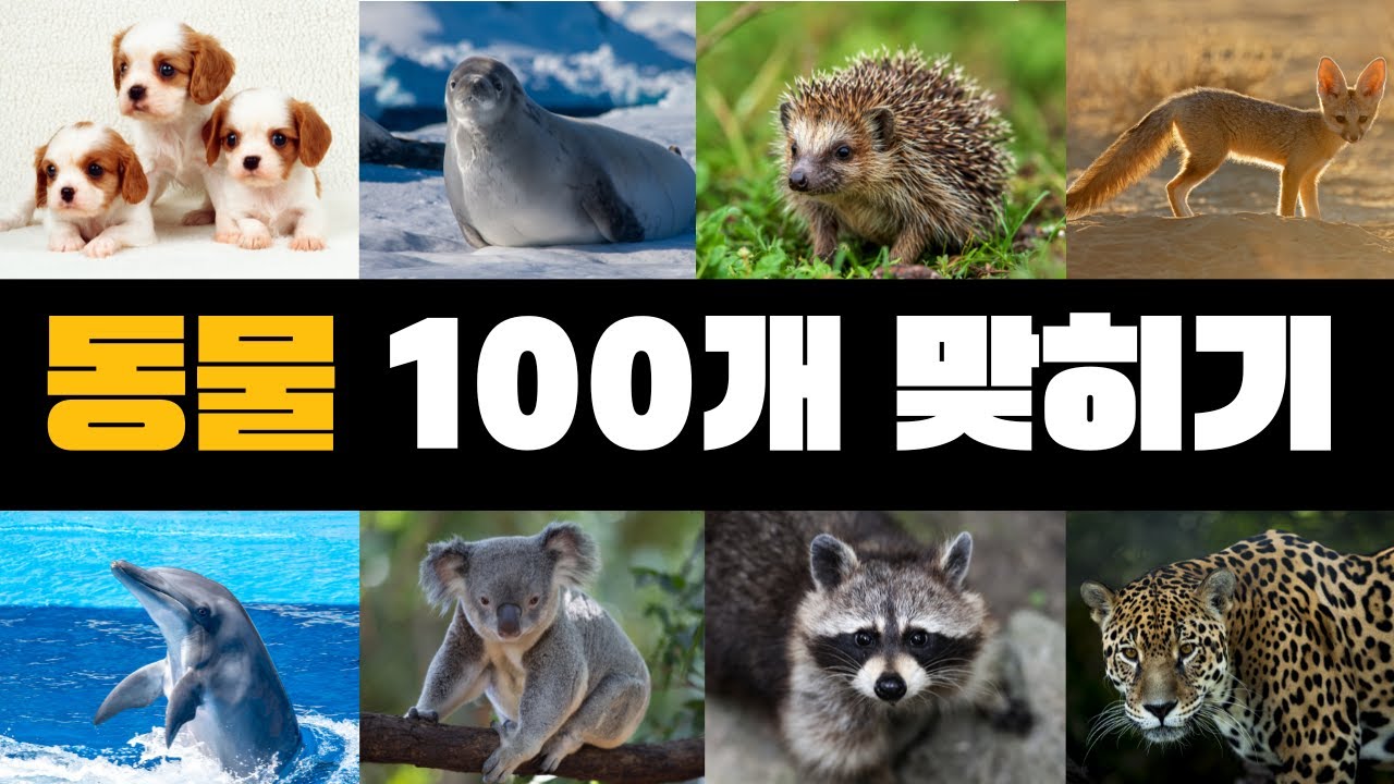 동물 100개 맞히기 | 동물퀴즈 | 귀엽고 신기한 동물 퀴즈 도전!