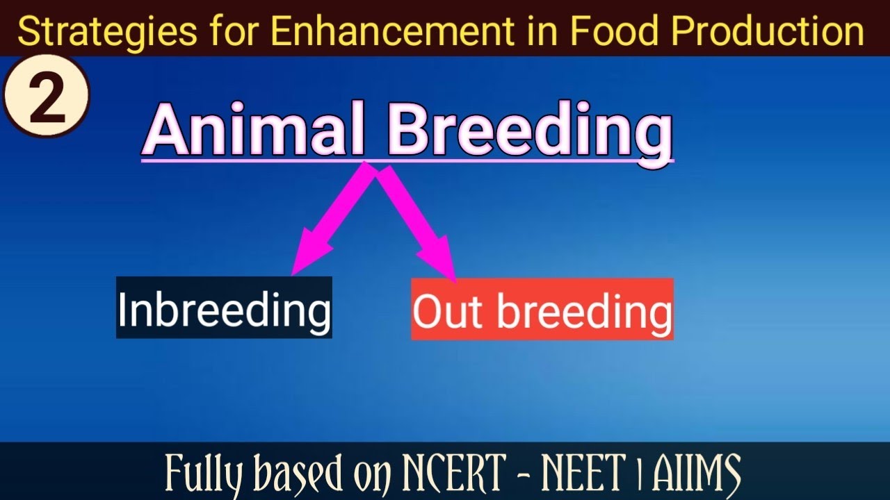 Animal Breeding | Inbreeding and Outbreeding | Strategies for Enhancement in Food Production | NEET